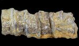 Associated Fossil Fish Vertebrae - Smoky Hill Chalk, Kansas #44584-1